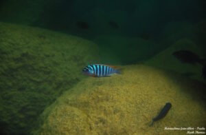 Metriaclima fainzilbergi 'Puulu'